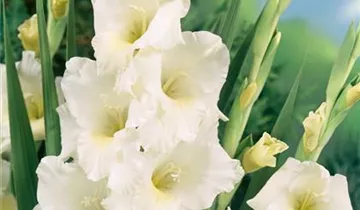 Gladiole