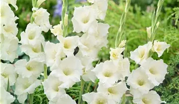 Gladiole