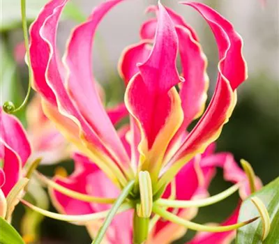 Gloriosa rothschildiana, rot