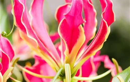 Gloriosa rothschildiana, rot