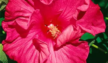 Hibiscus 'Sweet Caroline'