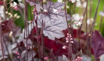 Beaujolais Coral Bells