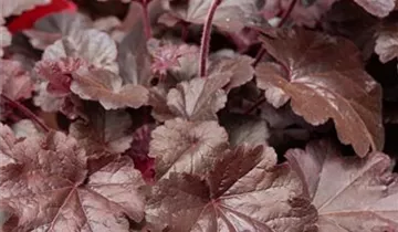 Beaujolais Coral Bells