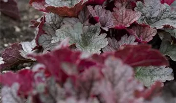 Beaujolais Coral Bells