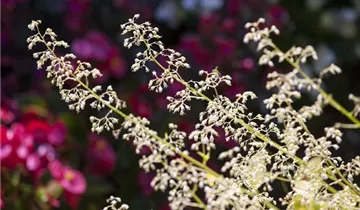 Beaujolais Coral Bells