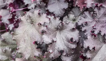 Beaujolais Coral Bells
