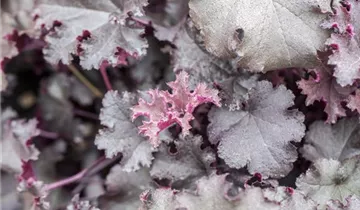 Beaujolais Coral Bells