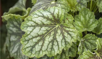Beaujolais Coral Bells