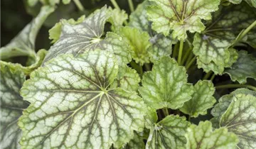 Beaujolais Coral Bells