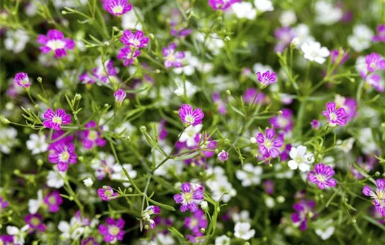 Gypsophila muralis, weiß