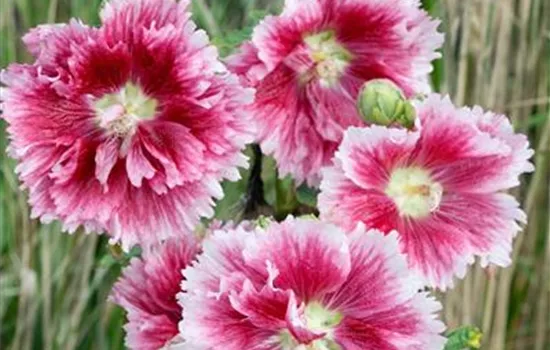 Alcea rosea