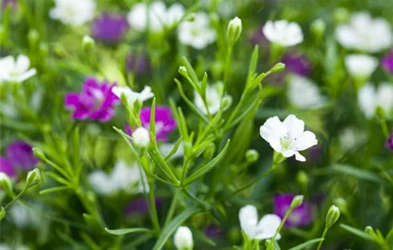 Gypsophila muralis, weiß