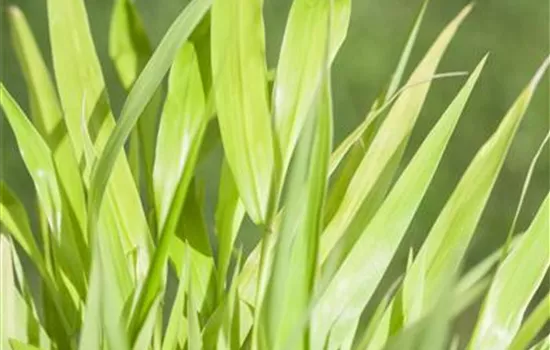 Hakonechloa macra 'All Gold'