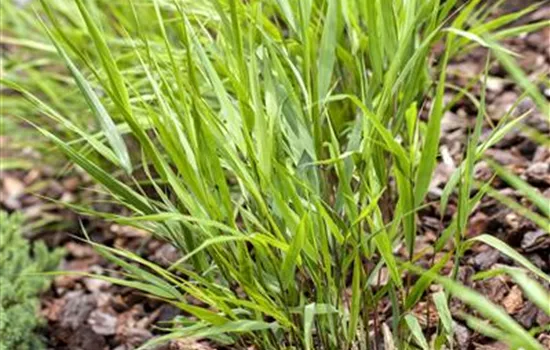 Hakonechloa macra Greenhills