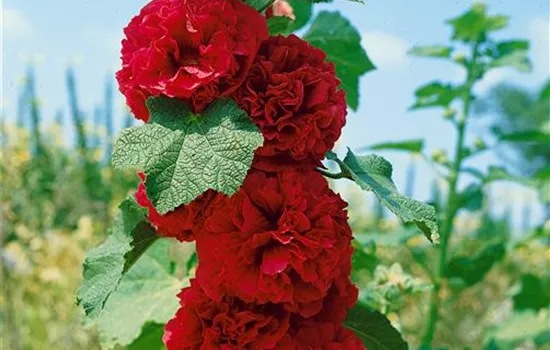 Alcea rosea 'Charters Rot'
