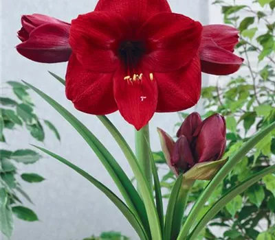 Hippeastrum 'Benfica'