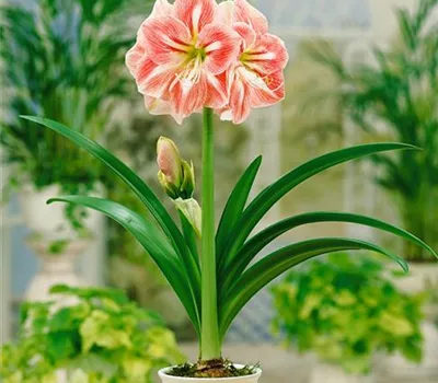 Hippeastrum 'Clown'