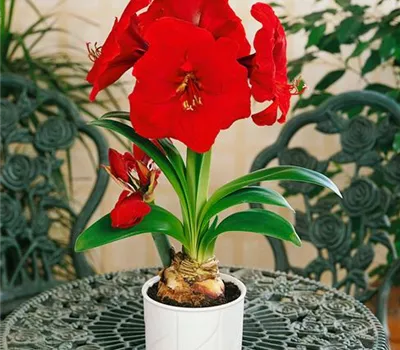 Hippeastrum 'Red Lion'