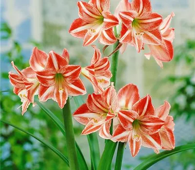 Hippeastrum 'Striped'