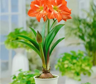 Hippeastrum, orange