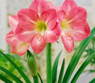 Hippeastrum, pink