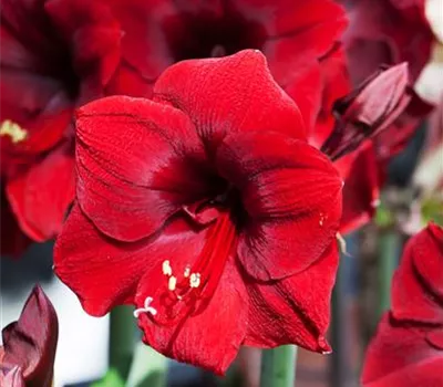 Hippeastrum, rot
