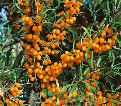 Hippophae rhamnoides Friesdorfer Orange