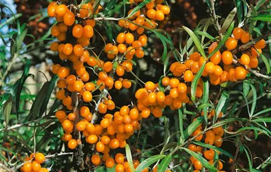 Hippophae rhamnoides Friesdorfer Orange