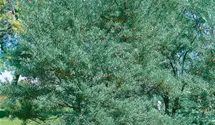 Gewöhnlicher Sanddorn 'Leikora'