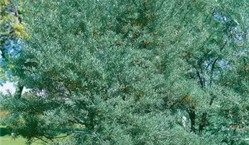 Gewöhnlicher Sanddorn 'Leikora'