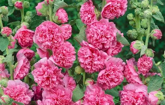 Alcea rosea 'Chater's Double Pink'