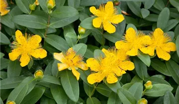 Großblütiges Johanniskraut