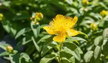Großblütiges Johanniskraut