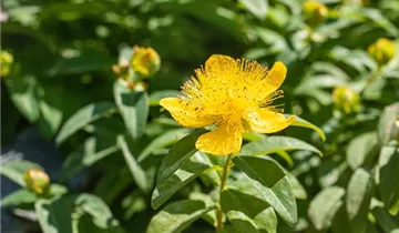 Großblütiges Johanniskraut