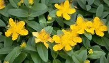 Großblütiges Johanniskraut