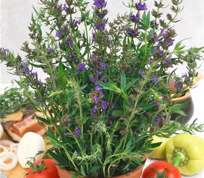 Hyssopus officinalis, blau