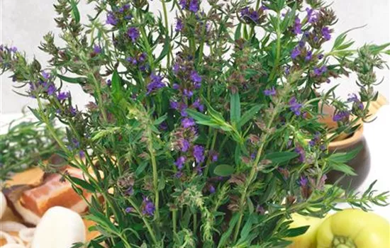 Hyssopus officinalis, rosa