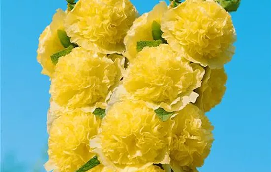 Alcea rosea 'gelb gefüllt', gelb