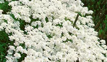 Schleifenblume 'Purity'