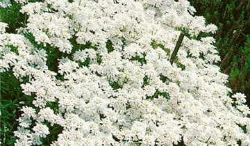 Schleifenblume 'Purity'