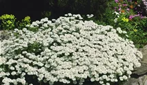 Schleifenblume 'Purity'
