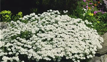 Schleifenblume 'Purity'