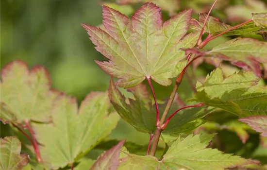 Acer shirasawanum Mikado