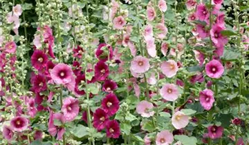 Stockrose