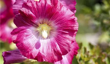 Stockrose