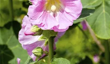 Stockrose