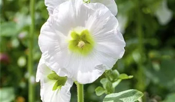 Stockrose