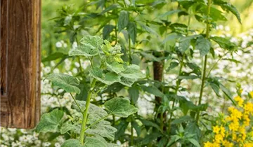 Stockrose