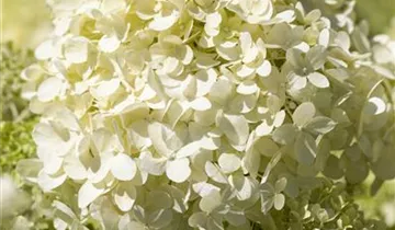 Hydrangea Early Harry