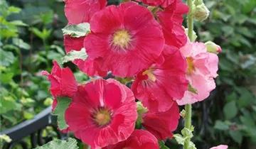 Stockrose